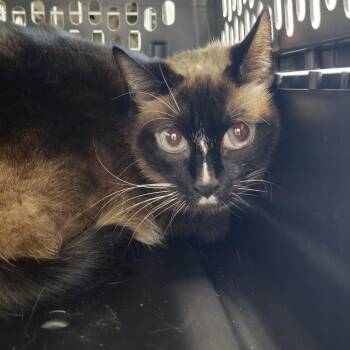 Siamese Cats Available for Adoption - Simon | PetCurious