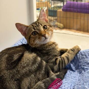 Bradley -  Domestic Short Hair Cat for Adoption in Hampton Bays, New York - Bradley | PetCurious