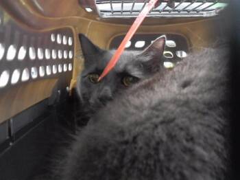 MURRUM -  Domestic Short Hair Cat for Adoption in Omaha, Nebraska - MURRUM | PetCurious