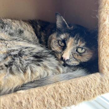 Domestic Short Hair Cats Available for Adoption in Spokane, Washington - Astrid | PetCurious