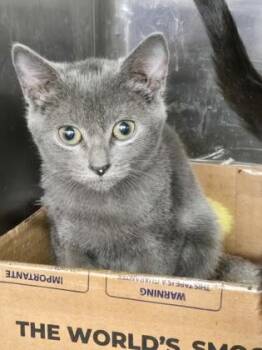 Paprika -  Domestic Short Hair Cat for Adoption in River Ridge, Louisiana - Paprika | PetCurious