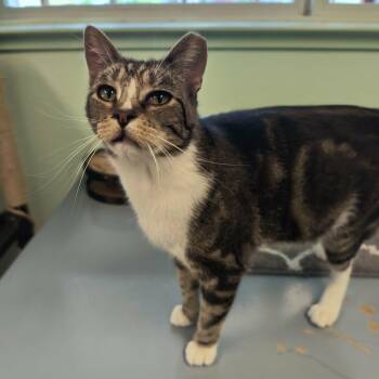 Domestic Short Hair Cats Available for Adoption in Weaverville, California - Slater | PetCurious