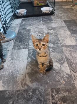 Scarlet -  Domestic Short Hair Cat for Adoption in Dyersburg, Tennessee - Scarlet | PetCurious