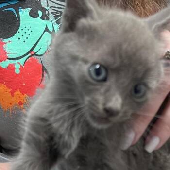Luigi -  Domestic Short Hair Cat for Adoption in Tampa, Florida - Luigi | PetCurious
