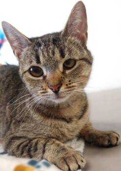 Rescue Domestic Short Hair Cats for Adoption in Belmont, New York - Magnolia | PetCurious