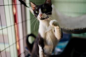 Domestic Short Hair Cats Available for Adoption in San Juan, San Juan - Lola | PetCurious
