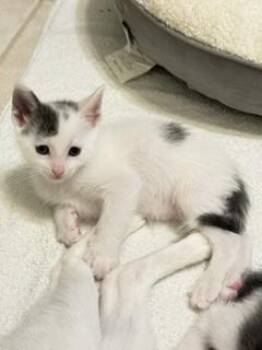 HARRY KANE -  Domestic Short Hair Cat for Adoption in Sugar Land, Texas - HARRY KANE | PetCurious