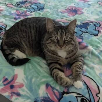 Rescue Domestic Short Hair Cats for Adoption in Mankato, Minnesota - Boo-Boo | PetCurious