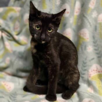 Torie -  Domestic Short Hair Cat for Adoption in Laredo, Texas - Torie | PetCurious
