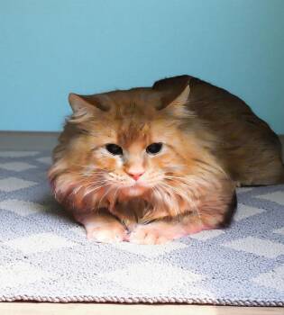 Domestic Long Hair Cats Available for Adoption - BRUCE WILLIS | PetCurious