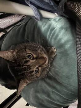 Domestic Short Hair Cats Available for Adoption in Killeen, Texas - FIJI | PetCurious