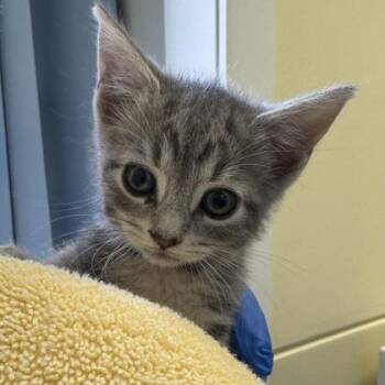Two Sal Ads -  Domestic Short Hair Cat for Adoption in Richmond, Virginia - Two Sal Ads | PetCurious
