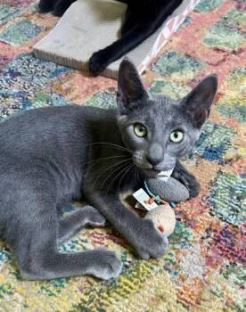 Shiloh -  Russian Blue Cat for Adoption in Liverpool, Texas - Shiloh | PetCurious