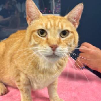 Chonk -  Domestic Short Hair Cat for Adoption in Newark, New Jersey - Chonk | PetCurious