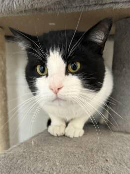 Domestic Short Hair Cats Available for Adoption - Maximilian | PetCurious