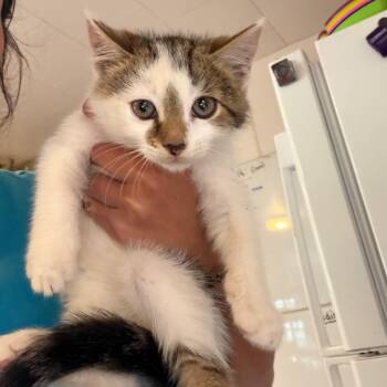 Casper -  Domestic Short Hair Cat for Adoption in Hanna City, Illinois - Casper | PetCurious