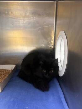 61397727 -  Domestic Long Hair Cat for Adoption in El Paso, Texas - 61397727 | PetCurious