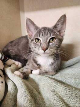 Stormsurge -  Domestic Short Hair Cat for Adoption in Elmsford, New York - Stormsurge | PetCurious