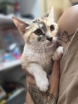 Cash     WC 1178 -  Domestic Short Hair Cat for Adoption in Metamora, Illinois - Cash     WC 1178 | PetCurious