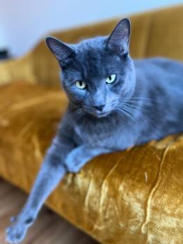 Rescue Russian Blue Cats for Adoption - Georgie | PetCurious