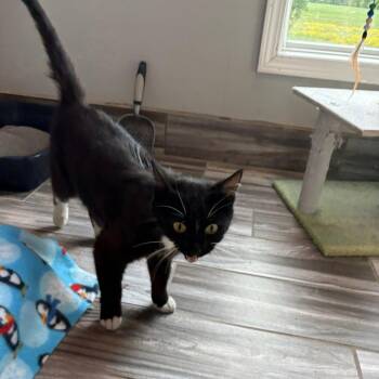 Coral -  Domestic Short Hair Cat for Adoption in West Des Moines, Iowa - Coral | PetCurious