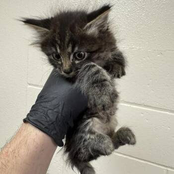 Game Fuel -  Domestic Long Hair Cat for Adoption in Reno, Nevada - Game Fuel | PetCurious