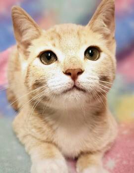 Darla - Rancho Cucamonga PetSmart -  Domestic Short Hair Cat for Adoption in Yorba Linda, California - Darla - Rancho Cucamonga PetSmart | PetCurious