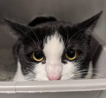 Baby -  Domestic Short Hair Cat for Adoption in Yorkville, Illinois - Baby | PetCurious