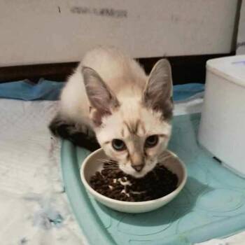 Sgt Pepper -  Domestic Short Hair Cat for Adoption in Medina, Ohio - Sgt Pepper | PetCurious