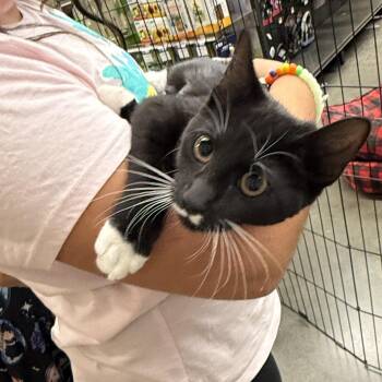 Anna -  Domestic Short Hair Cat for Adoption - Anna | PetCurious