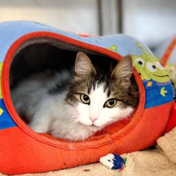 Schwartz&Goose -  Domestic Medium Hair Cat for Adoption in Portage, Michigan - Schwartz&Goose | PetCurious