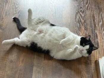 Domestic Short Hair Cats Available for Adoption - Dolly | PetCurious