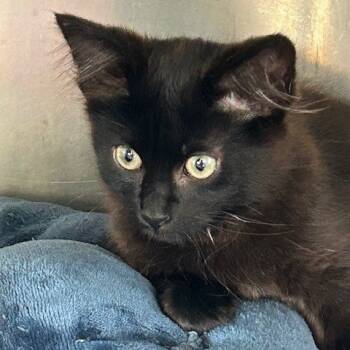 Rescue American Wirehair Cats for Adoption in Poplar Bluff, Missouri - Johnny | PetCurious