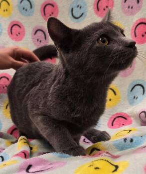 Crowly -  Domestic Short Hair Cat for Adoption in Murphysboro, Illinois - Crowly | PetCurious
