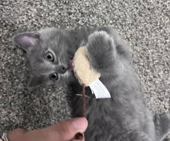 Whisper -  American Shorthair Cat for Adoption in Pittsboro, North Carolina - Whisper | PetCurious