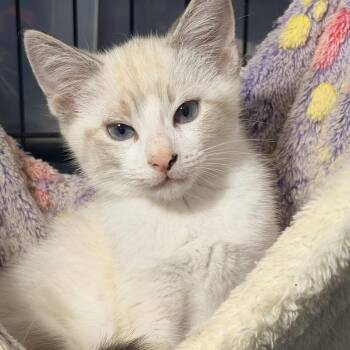 Thorfinn -  Siamese Cat for Adoption in Liverpool, Texas - Thorfinn | PetCurious
