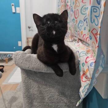 American Shorthair Cats Available for Adoption - Eden  | PetCurious