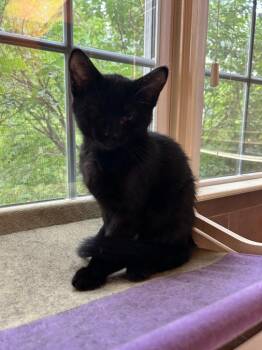 Kiri26 -  Domestic Medium Hair Cat for Adoption in Youngsville, North Carolina - Kiri26 | PetCurious