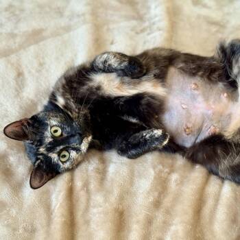 Lyra -  Domestic Short Hair Cat for Adoption in Los Angeles, California - Lyra | PetCurious