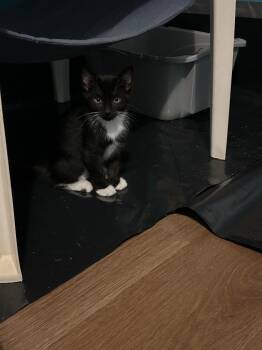 Oreo IN FOSTER -  Domestic Short Hair Cat for Adoption in Danielsville, Georgia - Oreo IN FOSTER | PetCurious