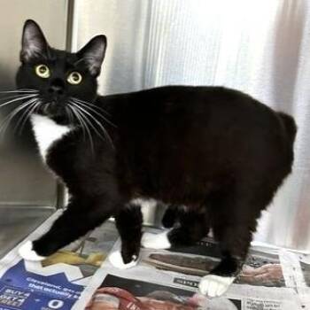 Domestic Short Hair Cats Available for Adoption - Court | PetCurious