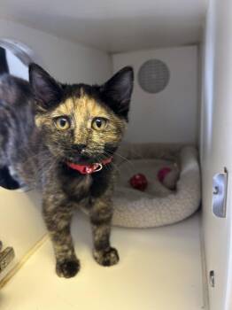 Gizmo -  Domestic Short Hair Cat for Adoption in Sparta, Illinois - Gizmo | PetCurious