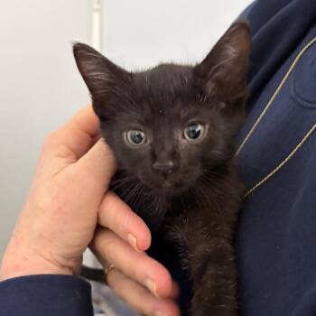Domestic Short Hair Cats Available for Adoption in Ojai, California - Tempurra | PetCurious