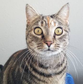 Rescue Tiger and Tortoiseshell Cats for Adoption in Sardinia, Ohio - MONKEY | PetCurious