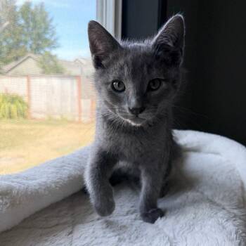Earl Grey -  Domestic Short Hair Cat for Adoption in Keizer, Oregon - Earl Grey | PetCurious