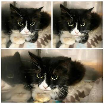 Nina -  Domestic Medium Hair Cat for Adoption in Dublin, Virginia - Nina | PetCurious