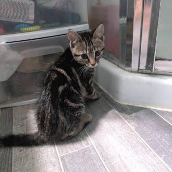 Ice Spice -  Domestic Short Hair Cat for Adoption in Parkersburg, West Virginia - Ice Spice | PetCurious