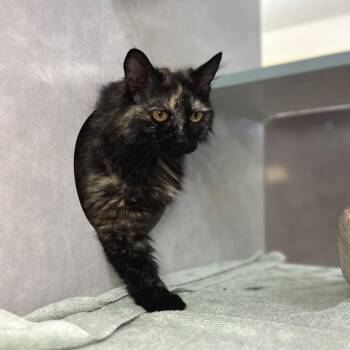 Mint -  Domestic Medium Hair Cat for Adoption in Glenwood Springs, Colorado - Mint | PetCurious