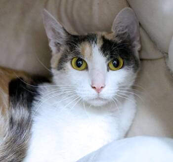 Lexie (AO37250) -  Calico Cat for Adoption in Kansas City, Kansas - Lexie (AO37250) | PetCurious