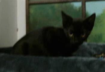 BELLE -  Domestic Short Hair Cat for Adoption in Houston, Texas - BELLE | PetCurious